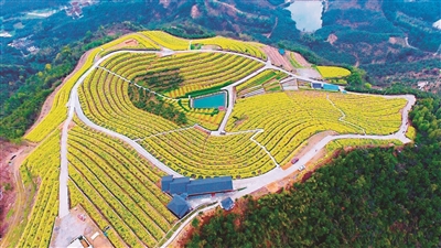 2019诸暨各镇乡经济_2019年你的老家会有哪些大动作 诸暨各镇街一把手提前剧透(2)